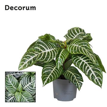 Aphelandra squarrosa