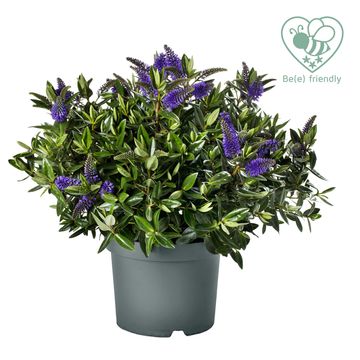 Hebe HEBEDONNA BRITTA