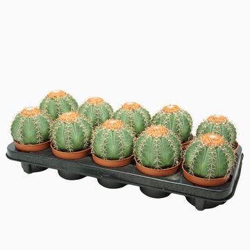 Melocactus matanzanus