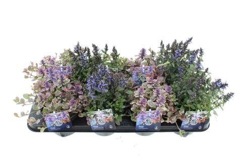 Ajuga reptans MIX