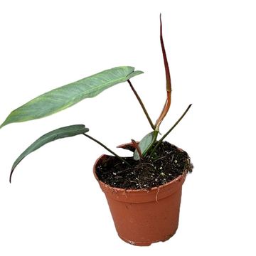 Filodendro atabapoense