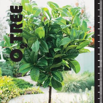 Prunus laurocerasus ETNA