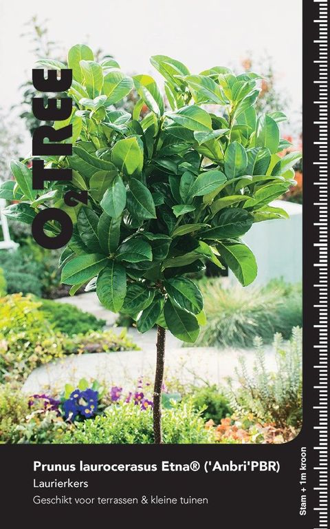 Prunus laurocerasus ETNA