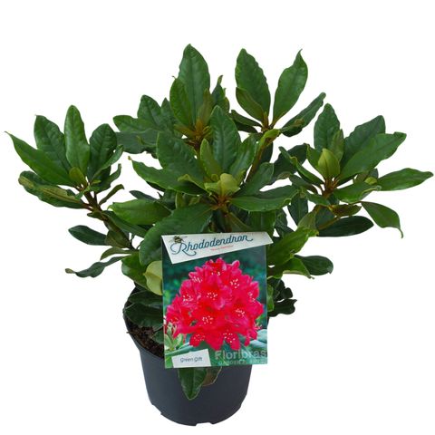 Rhododendron 'Nova Zembla'