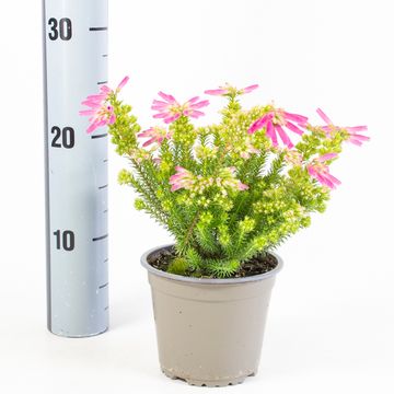 Erica verticillata