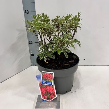 Rhododendron 'Silver Sword' (AJ)