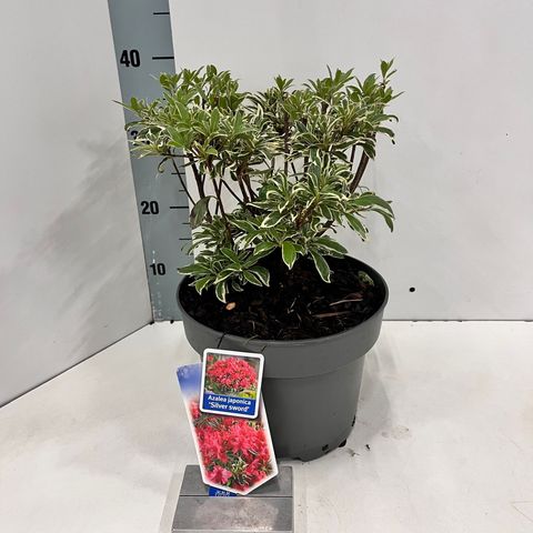 Rhododendron 'Silver Sword' (AJ)