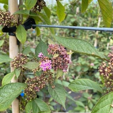 Callicarpa bodinieri 'Profusion'