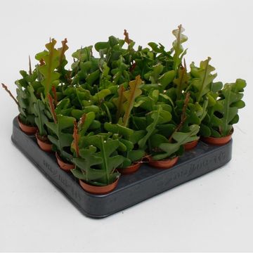 Epiphyllum anguliger