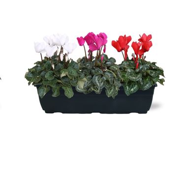 Arrangement Cyclamen