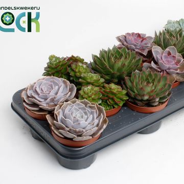 Echeveria MIX