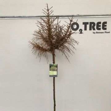 Larix decidua 'Kórnik'