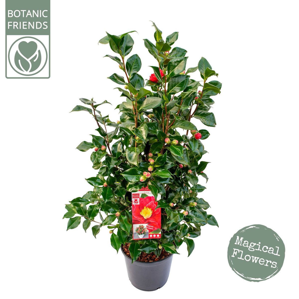 Camellia japonica 'Dr. King' — Plant Wholesale FlorAccess