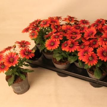 Остеоспермум FLOWERPOWER PURPLE SUN