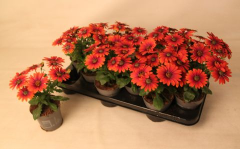 Osteospermum FLOWERPOWER PURPLE SUN