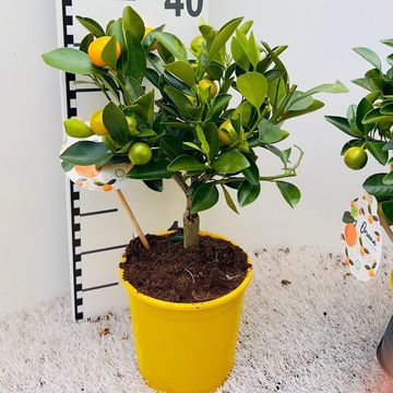 x Citrofortunella microcarpa