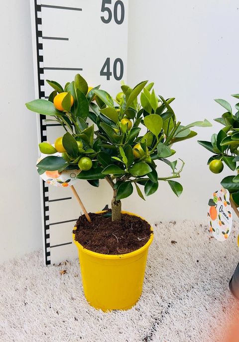 x Citrofortunella microcarpa