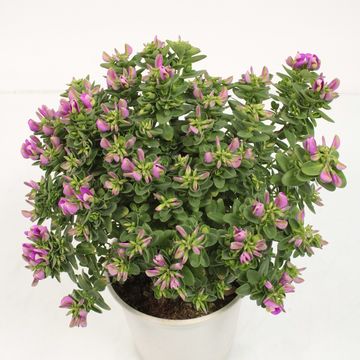 Polygala myrtifolia BIBI PINK