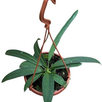 Anthurium vittariifolium