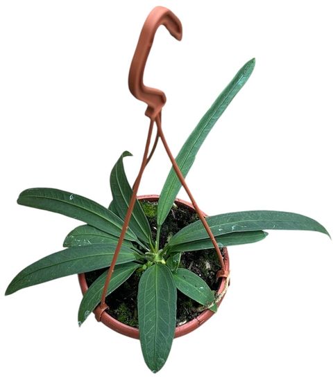 Anthurium vittariifolium