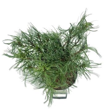 Pinus strobus 'Tiny Curls'