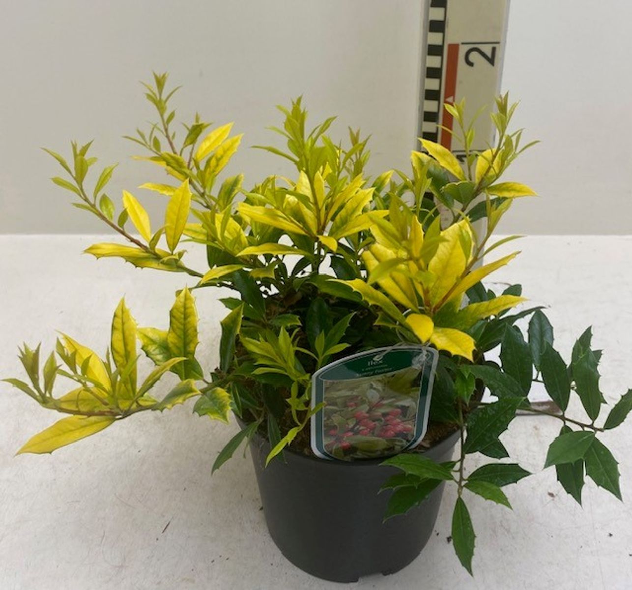 Ilex x attenuata 'Sunny Foster' — Plant Wholesale FlorAccess