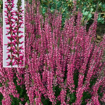 Calluna vulgaris GARDEN GIRLS APHRODITE