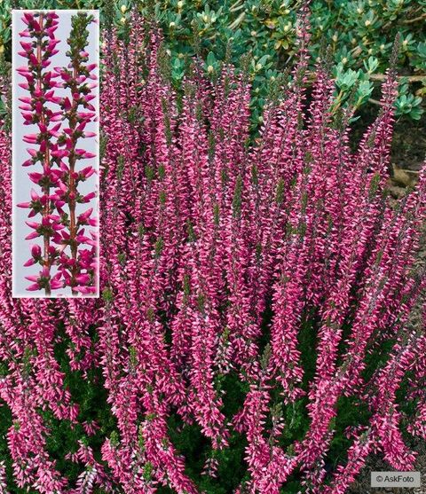 Calluna vulgaris GARDEN GIRLS APHRODITE