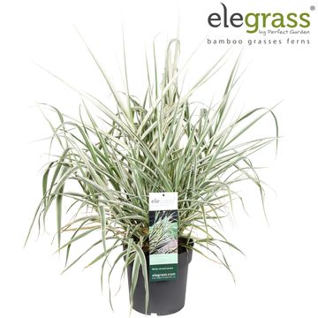 Arundo donax 'Variegata'