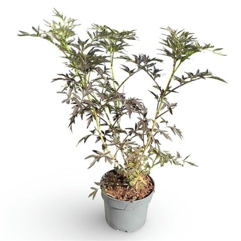 Sambucus nigra BLACK LACE