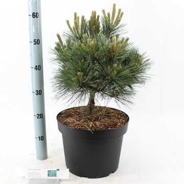 Pinus strobus 'Secrest'