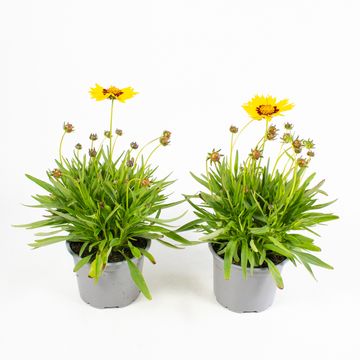 Coreopsis grandiflora