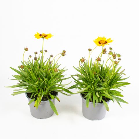 Coreopsis grandiflora