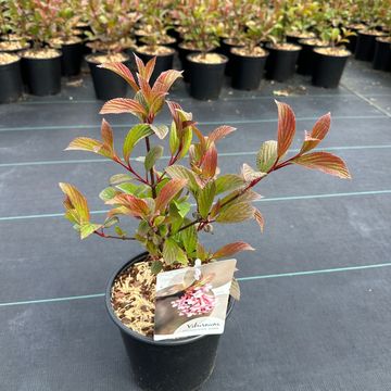 Viburnum x bodnantense 'Dawn'