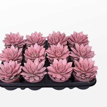 Echeveria agavoides PAINT PINK