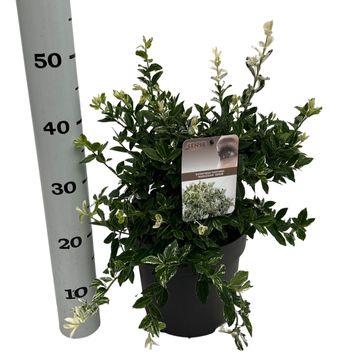 Euonymus fortunei 'Harlequin'