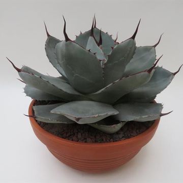 Agave parryi truncata