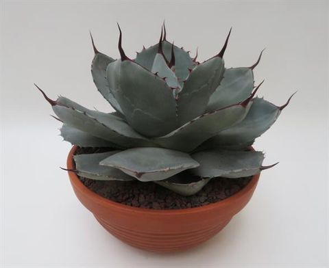 Agave parryi truncata