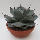 Agave parryi truncata