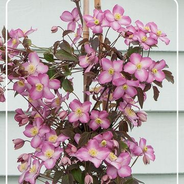 Clematis MONTANA MIX (M)