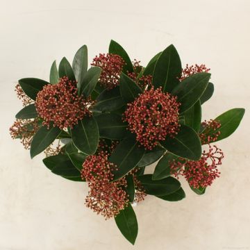 Skimmia japonica 'Rubella'