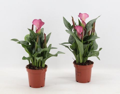 Zantedeschia 'Dutch Pink'