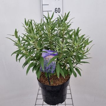 Caryopteris x clandonensis 'Thetis'