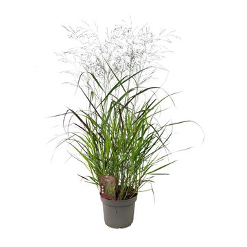Panicum virgatum 'Squaw'