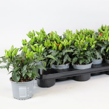 Capsicum annuum 'Salsa Red'