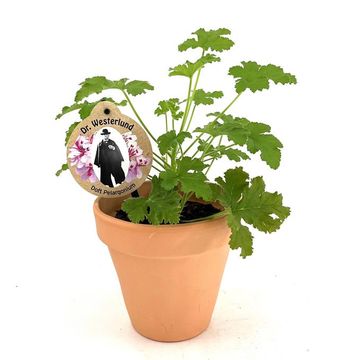 Pelargonium graveolens