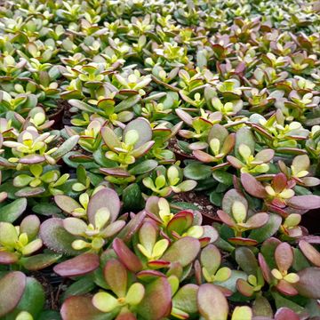 Crassula portulacea