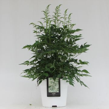 Astilbe 'Whasingthon'