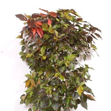 Acalypha wilkesiana