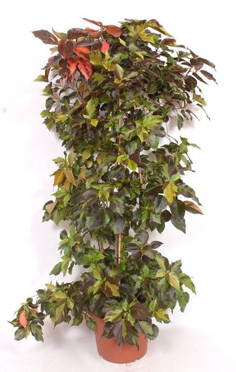 Acalypha wilkesiana